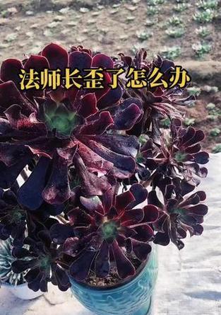 法师植物的养护技巧和常见问题解答？