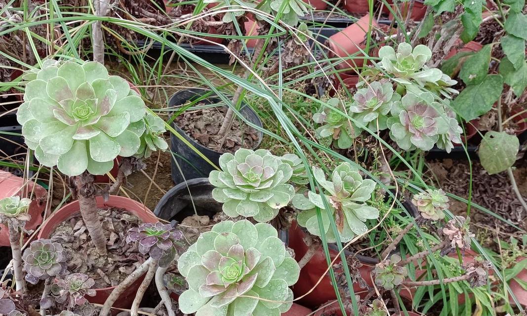法师植物的养护技巧和常见问题解答？