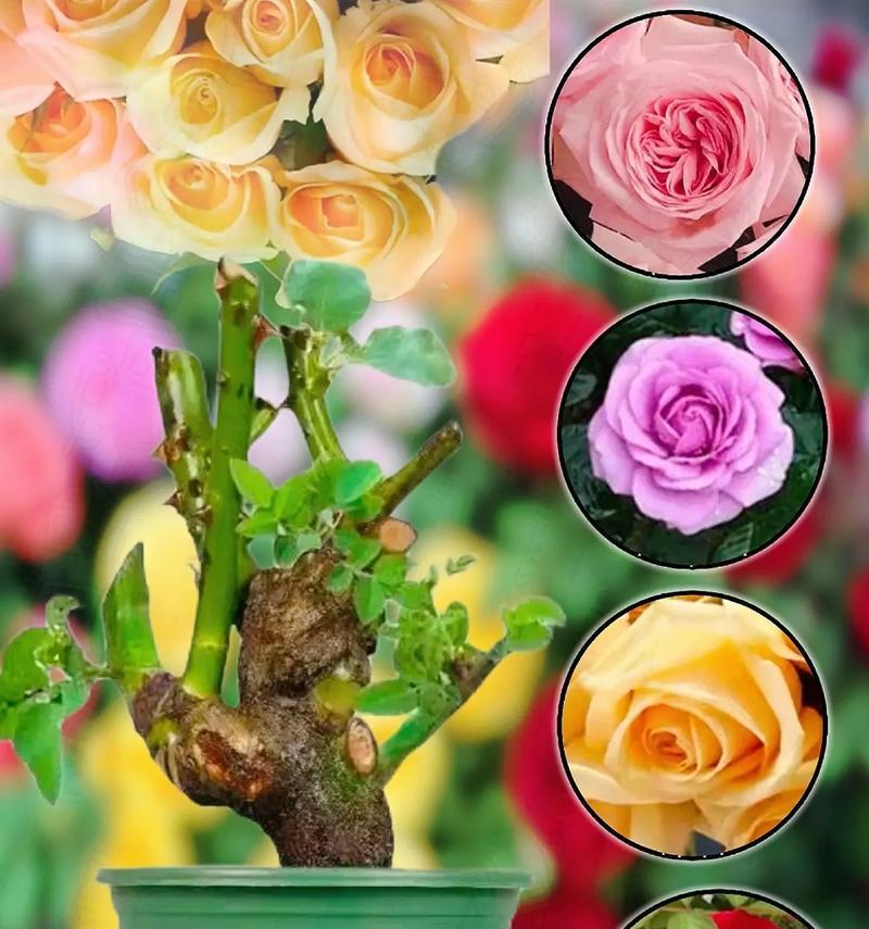 玫瑰花苗种植的步骤是什么？