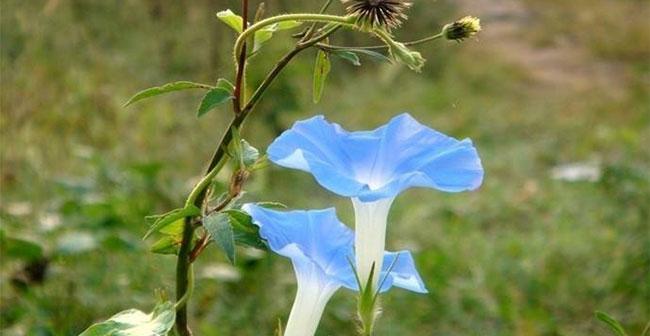 牵牛花什么时候开花？牵牛花种植要点是什么？