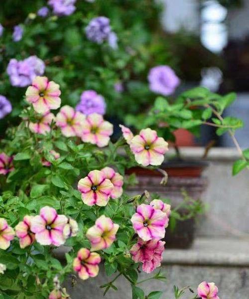 牵牛花什么时候开花？牵牛花种植要点是什么？