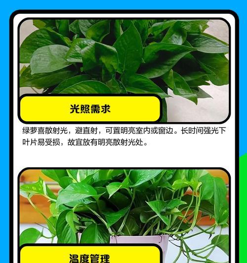 绿萝树的养殖技巧是什么？如何让绿萝树茁壮成长？