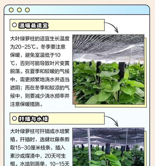 绿萝树的养殖技巧是什么？如何让绿萝树茁壮成长？