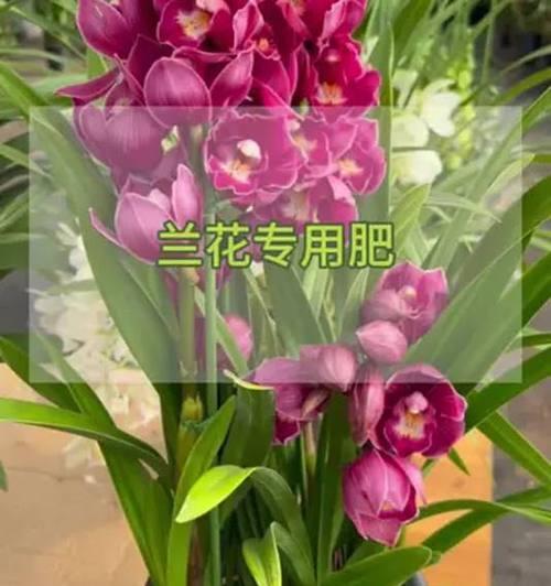 兰花施肥的正确方法是什么？如何让兰花开得更美？