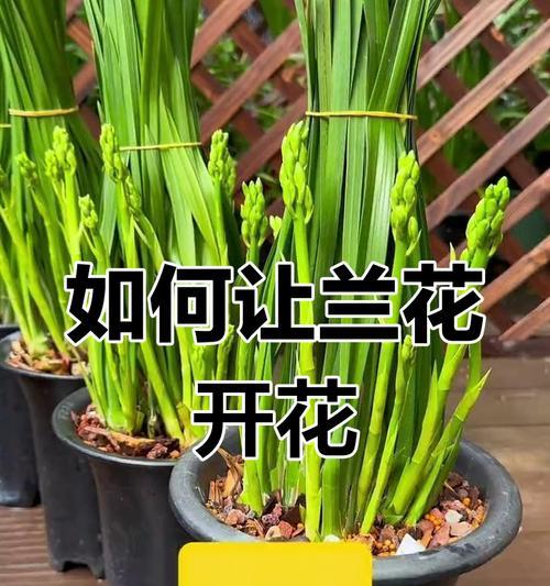 兰花施肥的正确方法是什么？如何让兰花开得更美？