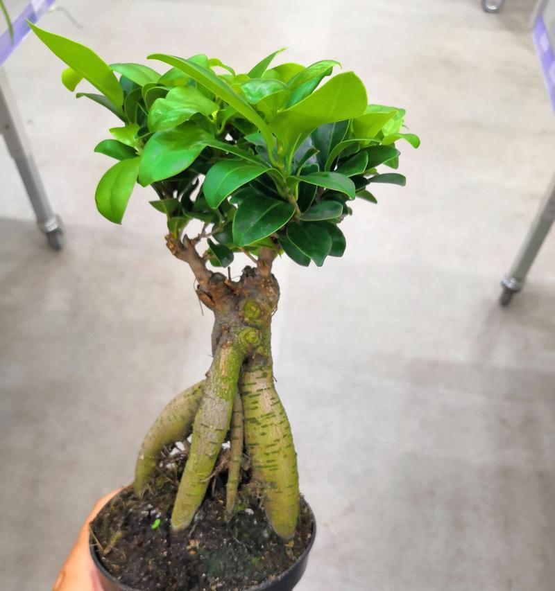发财树插枝成功的关键步骤有哪些？