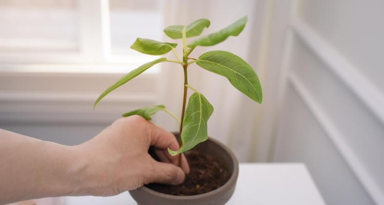 发财树插枝成功的关键步骤有哪些？