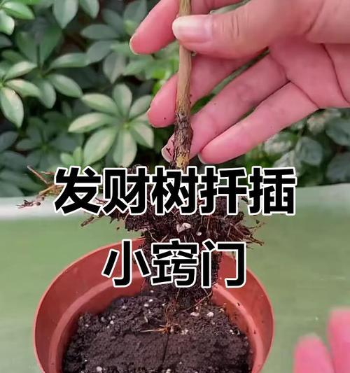 发财树插枝成功的关键步骤有哪些？