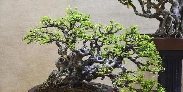 榆树种植技巧有哪些？如何确保成活率？