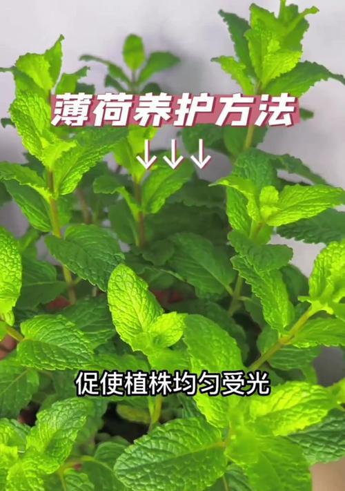 薄荷盆栽的养殖方法和注意事项是什么？