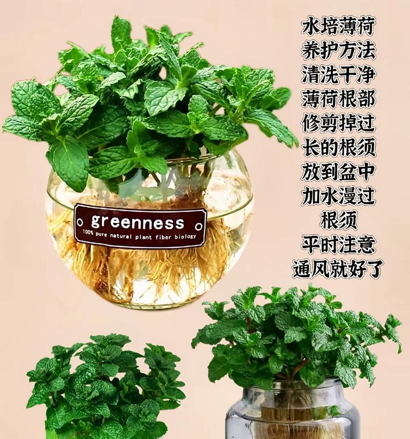 薄荷盆栽的养殖方法和注意事项是什么？