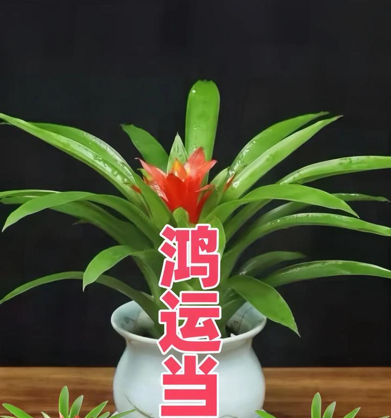 红鸿运当头养殖技巧有哪些？红鸿运当头养殖的常见问题是什么？