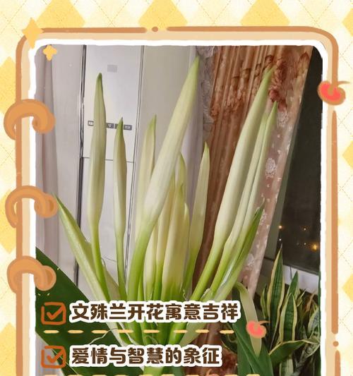 文殊兰花的养护技巧有哪些？