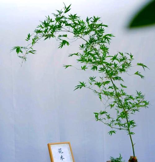毛竹的养殖环境和管理技巧有哪些？