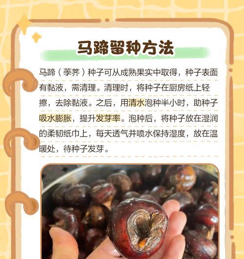 马蹄金种子播种的正确步骤是什么？