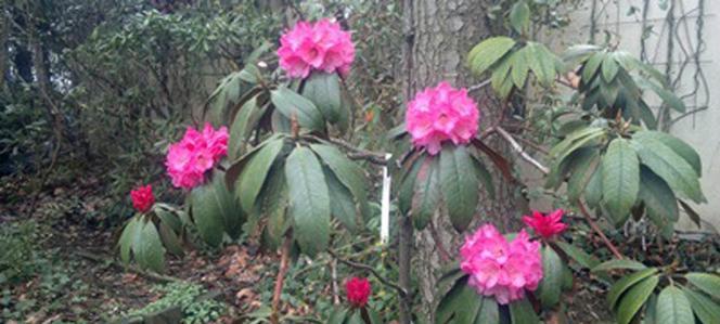 杜鹃科植物有哪些？它们的生长习性是什么？