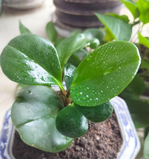 豆瓣绿扦插繁殖的详细流程是什么？
