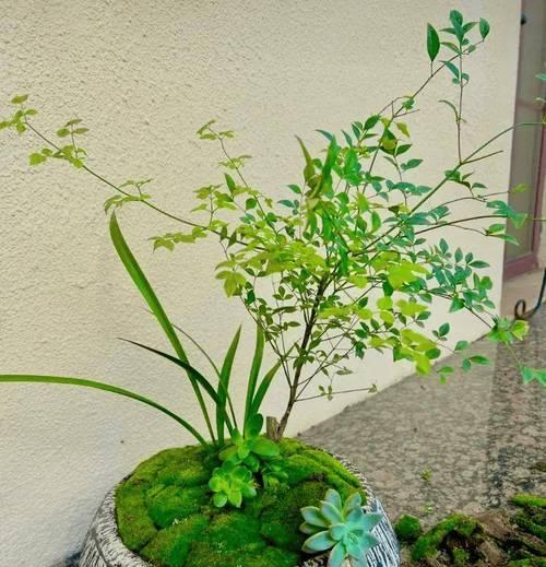 浅盆在盆景制作中有什么特别的作用？