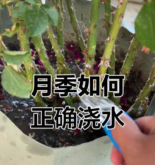 月季盆栽浇水的最佳时机是什么时候？