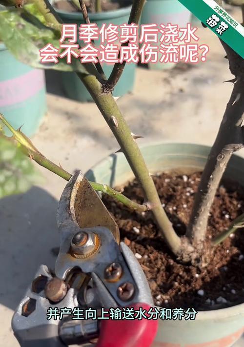 月季盆栽浇水的最佳时机是什么时候？