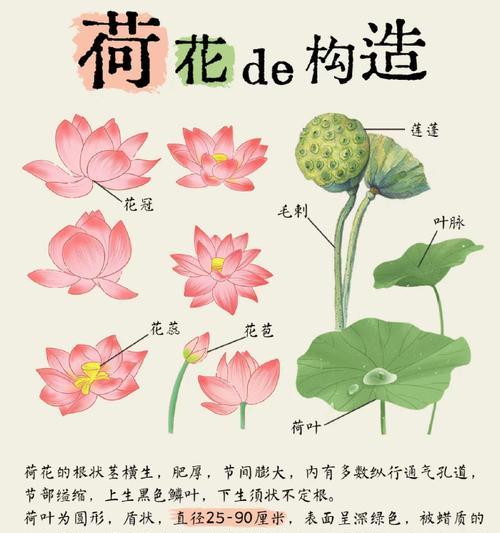 荷花的开花时间是什么时候？