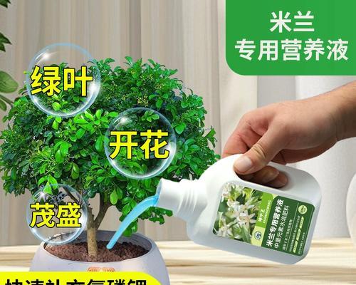 米兰叶子发黄的原因及解决方法是什么？