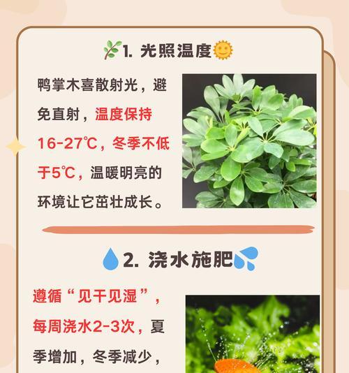 鹅掌木换盆的最佳时机是什么时候？