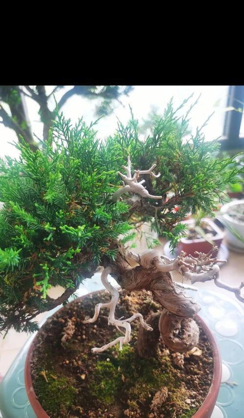 鹅掌木换盆的最佳时机是什么时候？