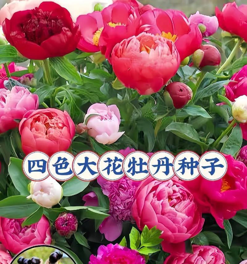 牡丹花种子种植技巧有哪些？