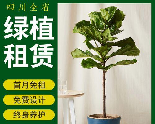 花卉租赁服务流程是怎样的？如何选择合适的花卉？