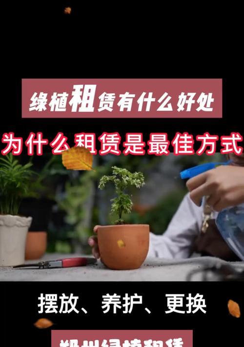 花卉租赁服务流程是怎样的？如何选择合适的花卉？