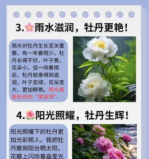 牡丹花有哪些新品种？如何选购？