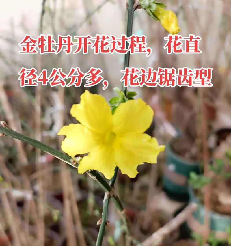 牡丹花有哪些新品种？如何选购？