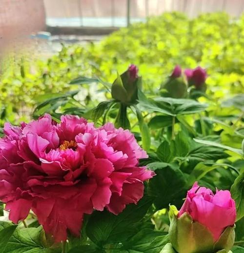 牡丹花有哪些新品种？如何选购？