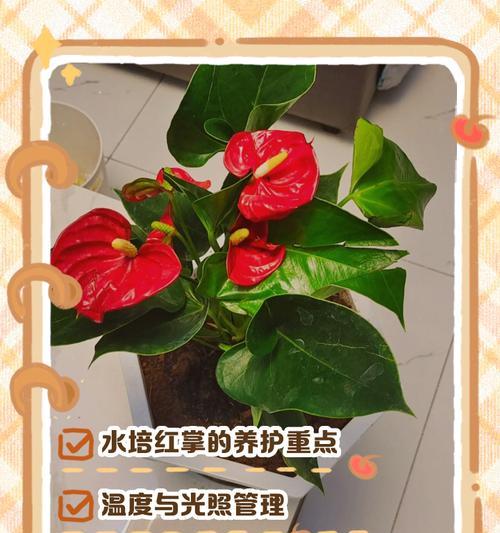 冬天红掌的养护要点是什么？如何应对低温挑战？