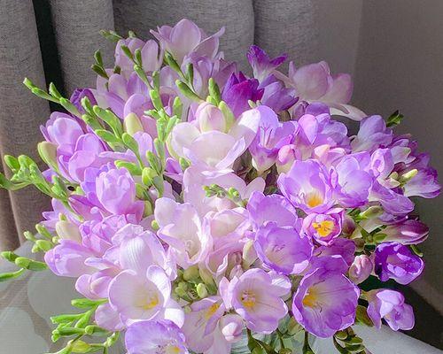 香雪兰开花后如何管理？处理方法有哪些？
