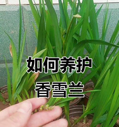 香雪兰开花后如何管理？处理方法有哪些？