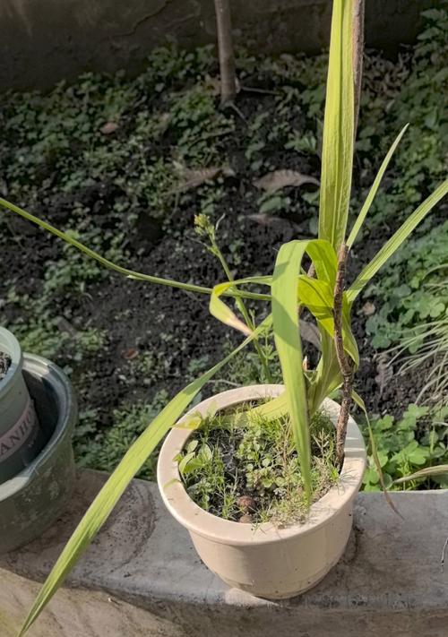香雪兰开花后如何管理？处理方法有哪些？