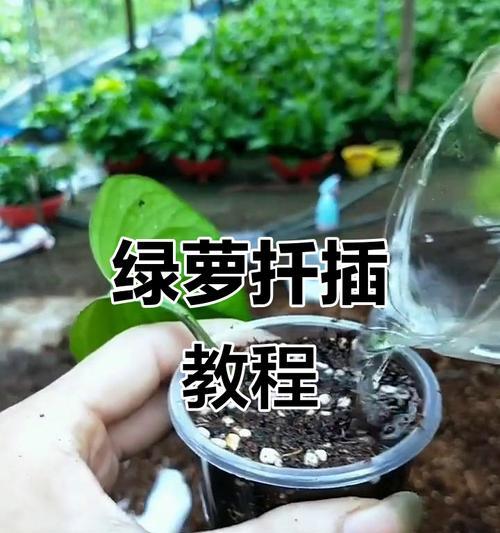 绿萝插枝方法是什么？怎样才能生根快？