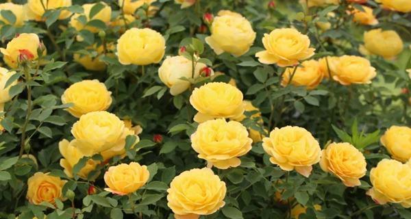 黄色月季花品种有哪些？黄色月季花的养护和繁殖方法是什么？