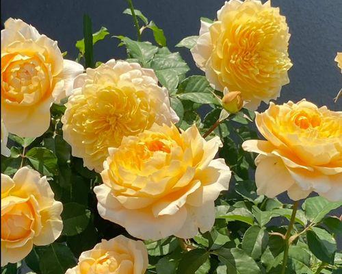 黄色月季花品种有哪些？黄色月季花的养护和繁殖方法是什么？