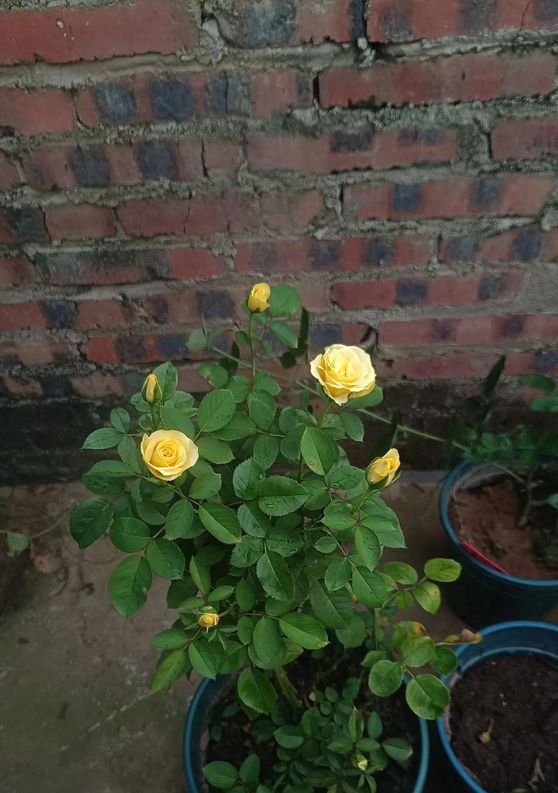 黄色月季花品种有哪些？黄色月季花的养护和繁殖方法是什么？