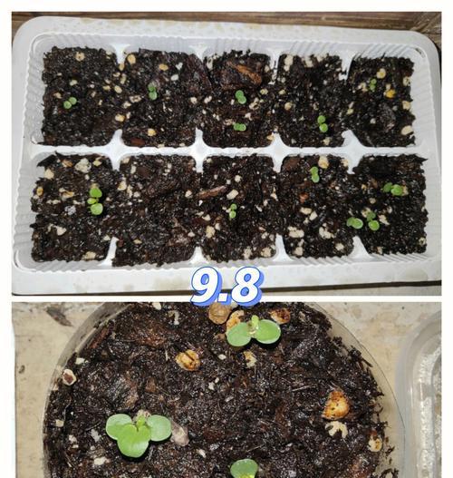角堇播种的最佳时机和方法是什么？