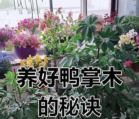 鸭掌木扦插的成功秘诀是什么？