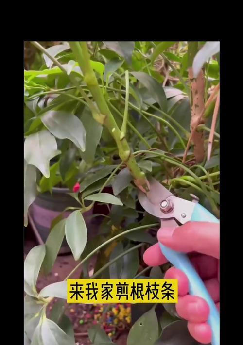 鸭掌木扦插的成功秘诀是什么？