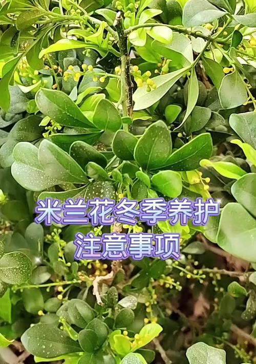 米兰家庭养法有哪些技巧？