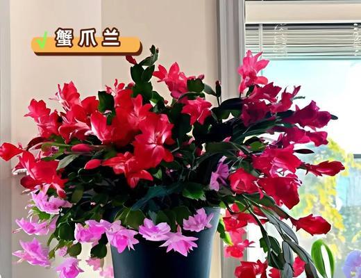 冬天有哪些花？冬季花卉的养护要点是什么？