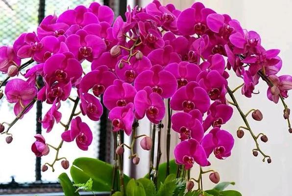 冬天有哪些花？冬季花卉的养护要点是什么？