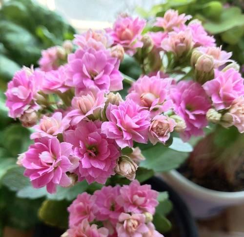 冬天有哪些花？冬季花卉的养护要点是什么？