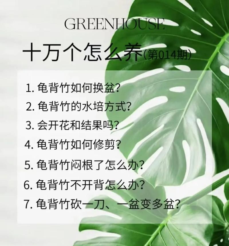 龟背竹冬季养护技巧有哪些？怎样安全过冬？